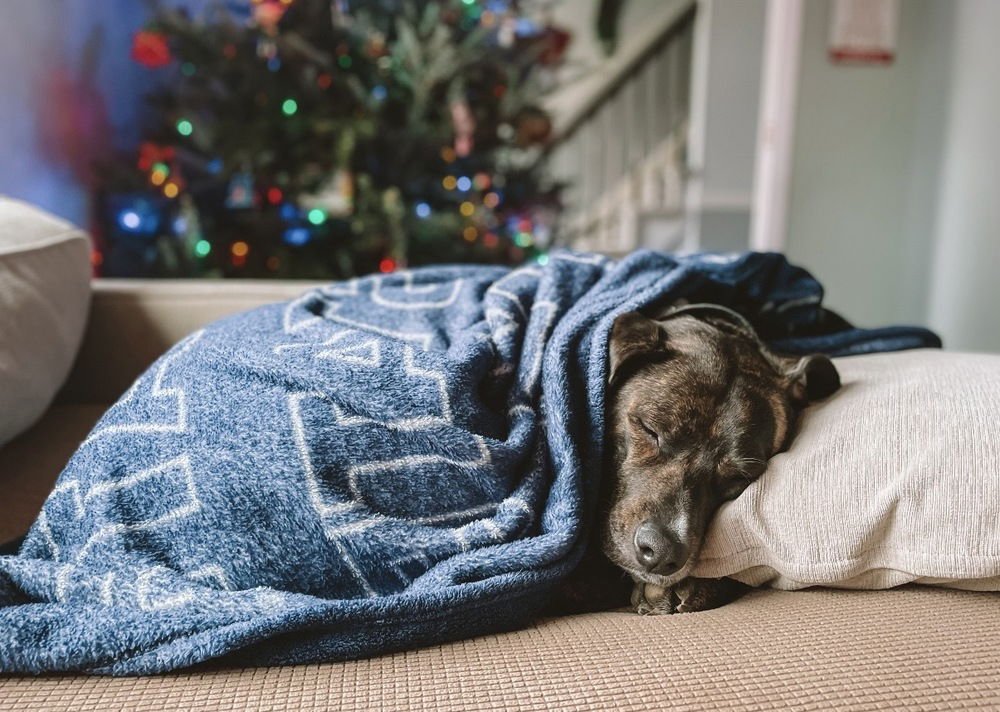 TRACE - American Staffordshire Terrier available for adoption