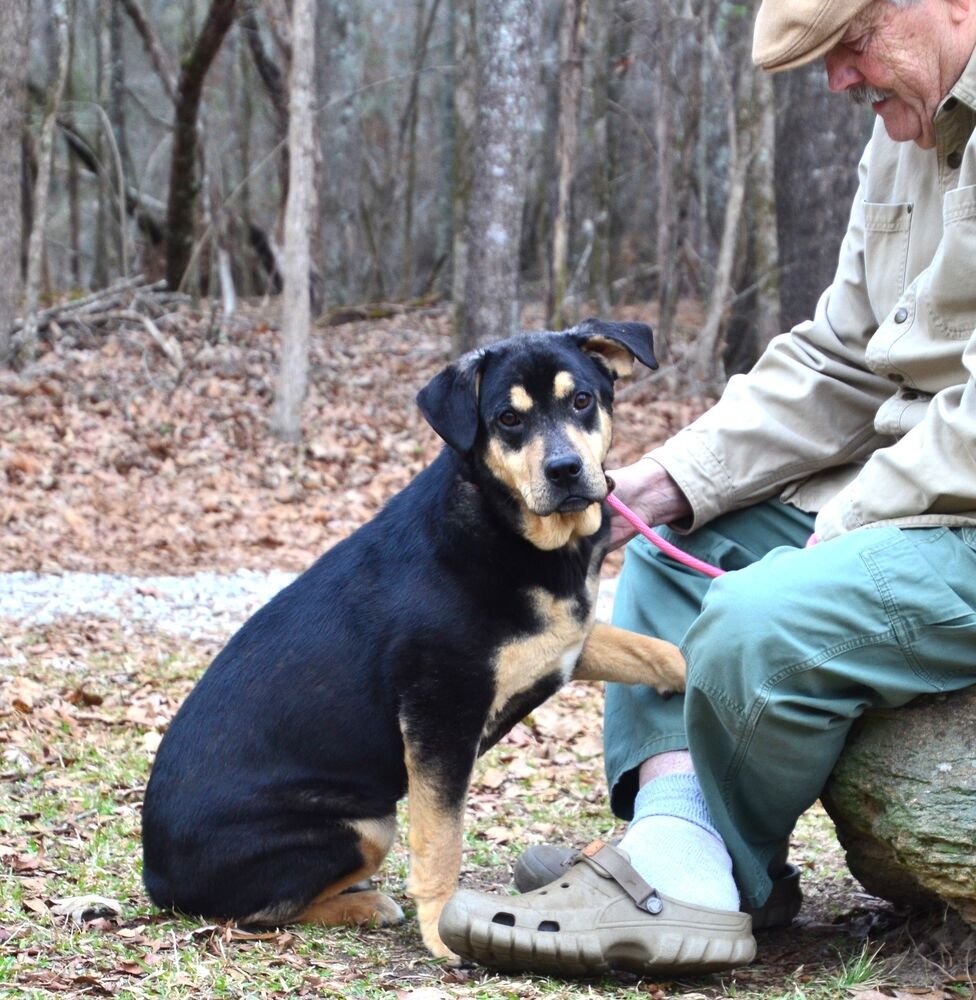 DULCE - Rottweiler / Hound available for adoption