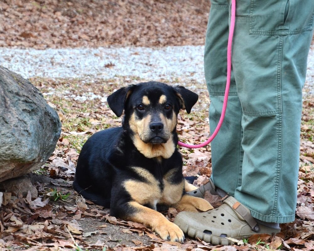DULCE - Rottweiler / Hound available for adoption