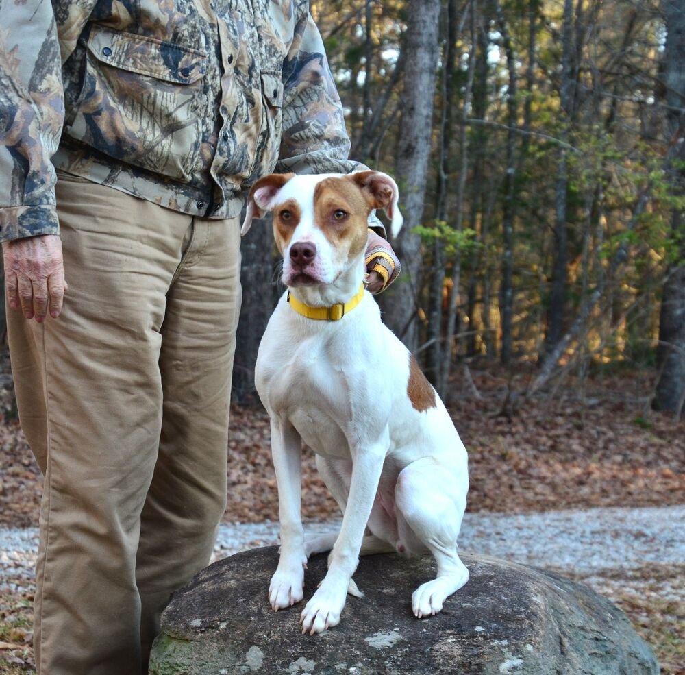 LADY - Pointer available for adoption