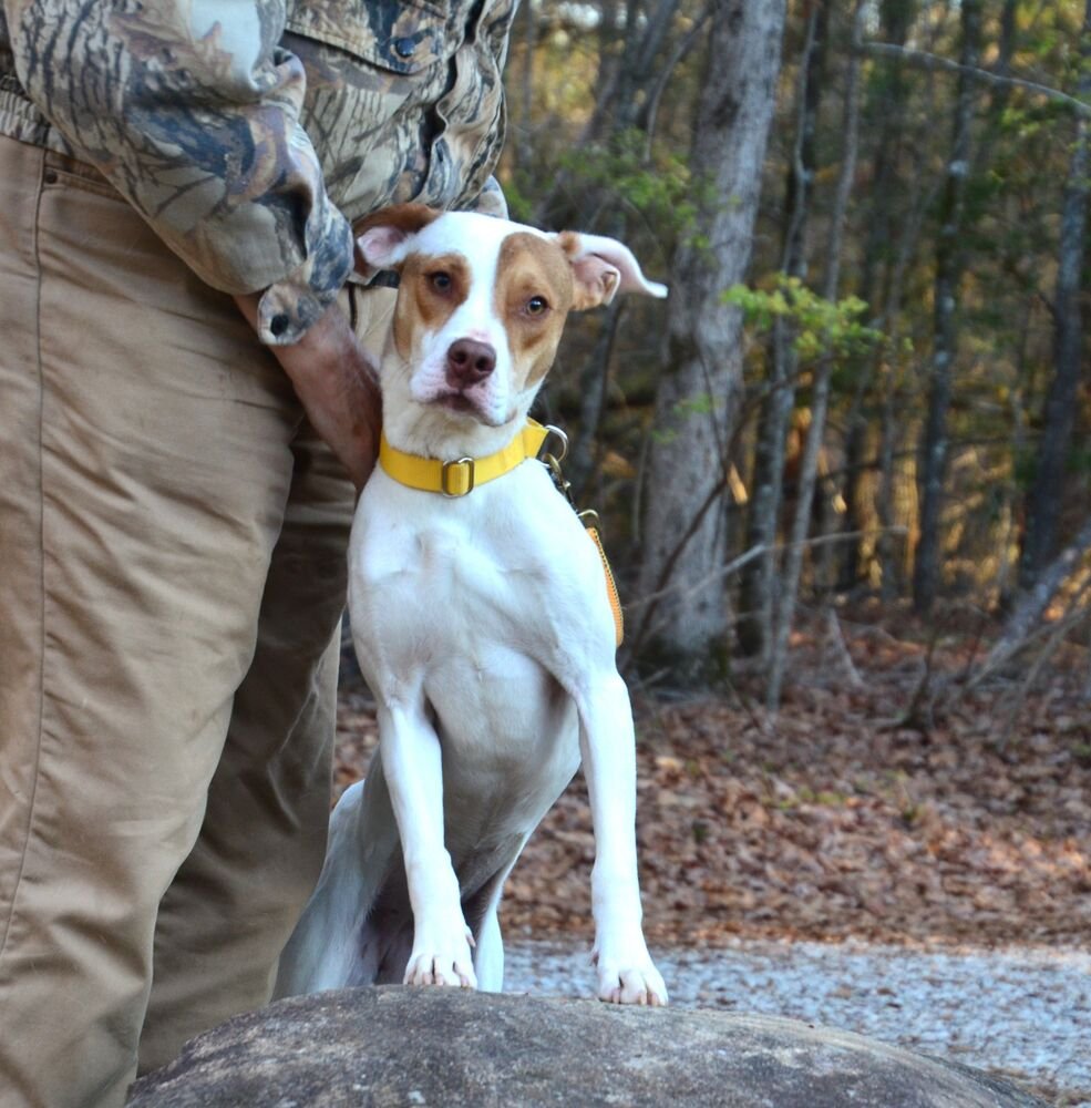 LADY - Pointer available for adoption