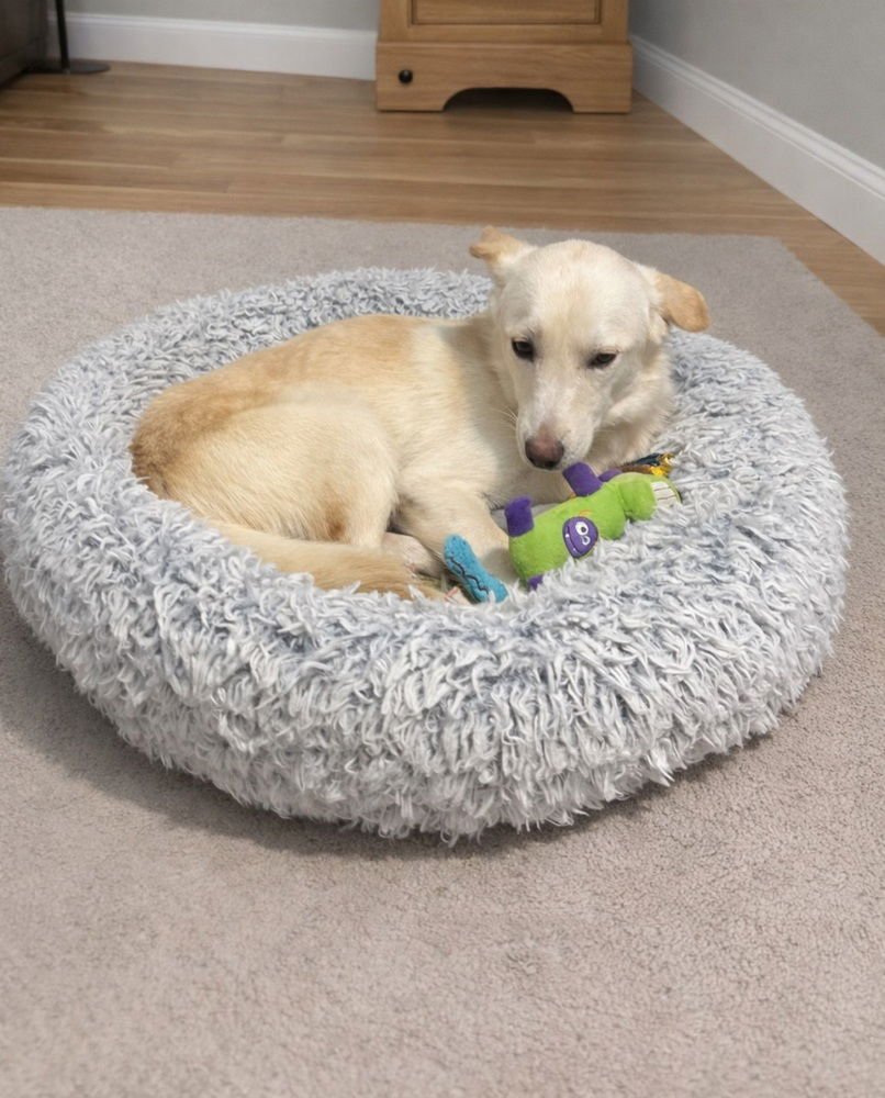 LIBBY - Labrador Retriever / Australian Shepherd available for adoption