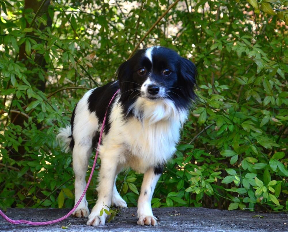 MATTIE - Maltese / Poodle (Miniature) available for adoption