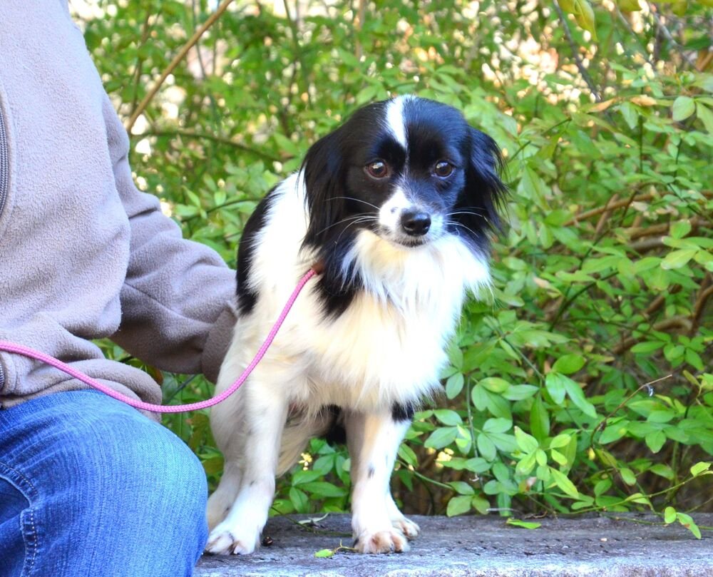 MATTIE - Maltese / Poodle (Miniature) available for adoption