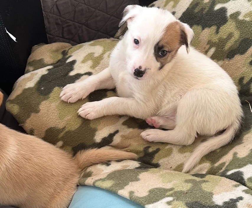 DARLA - Labrador Retriever / Australian Shepherd available for adoption