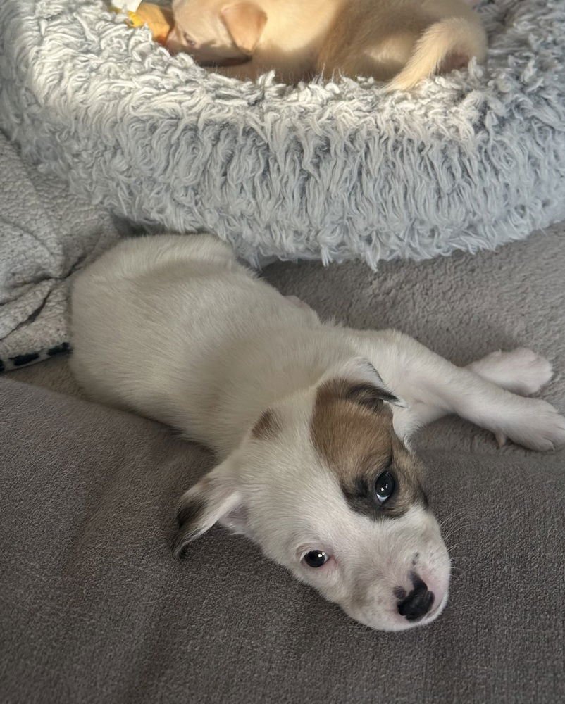 DARLA - Labrador Retriever / Australian Shepherd available for adoption