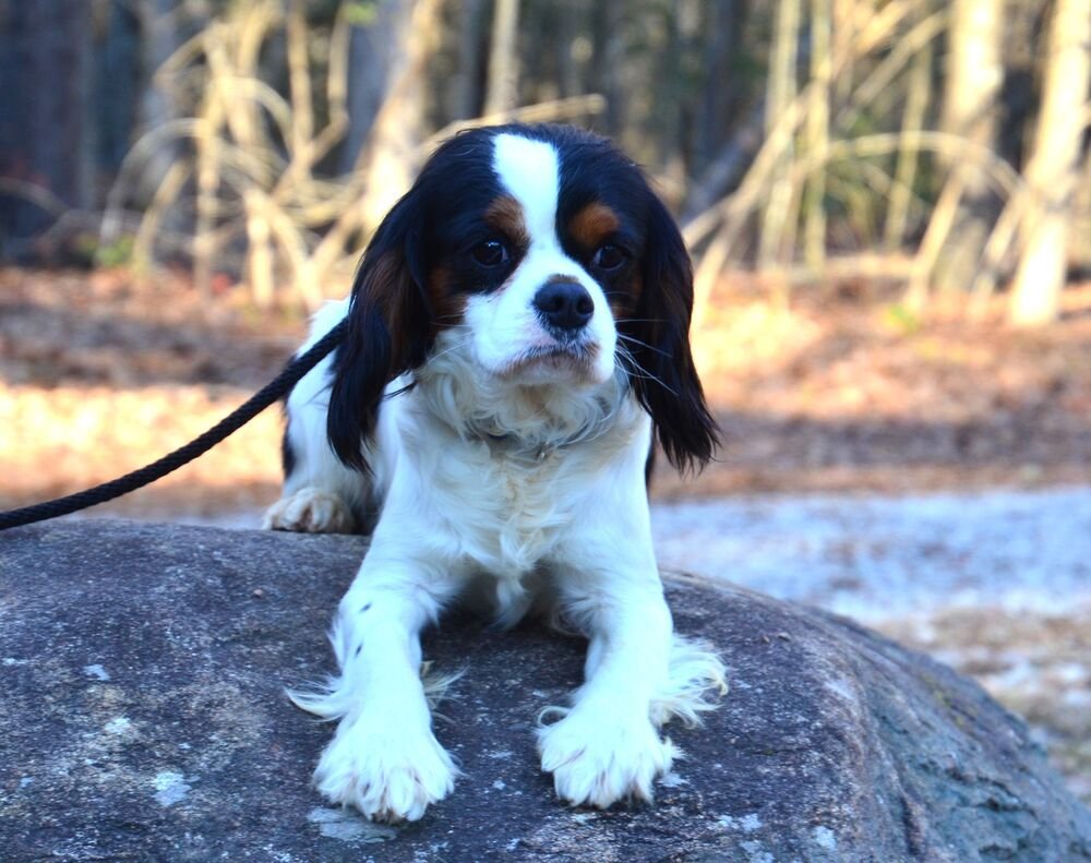 CALVIN - Cavalier King Charles Spaniel available for adoption
