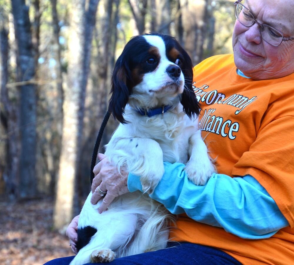 CALVIN - Cavalier King Charles Spaniel available for adoption