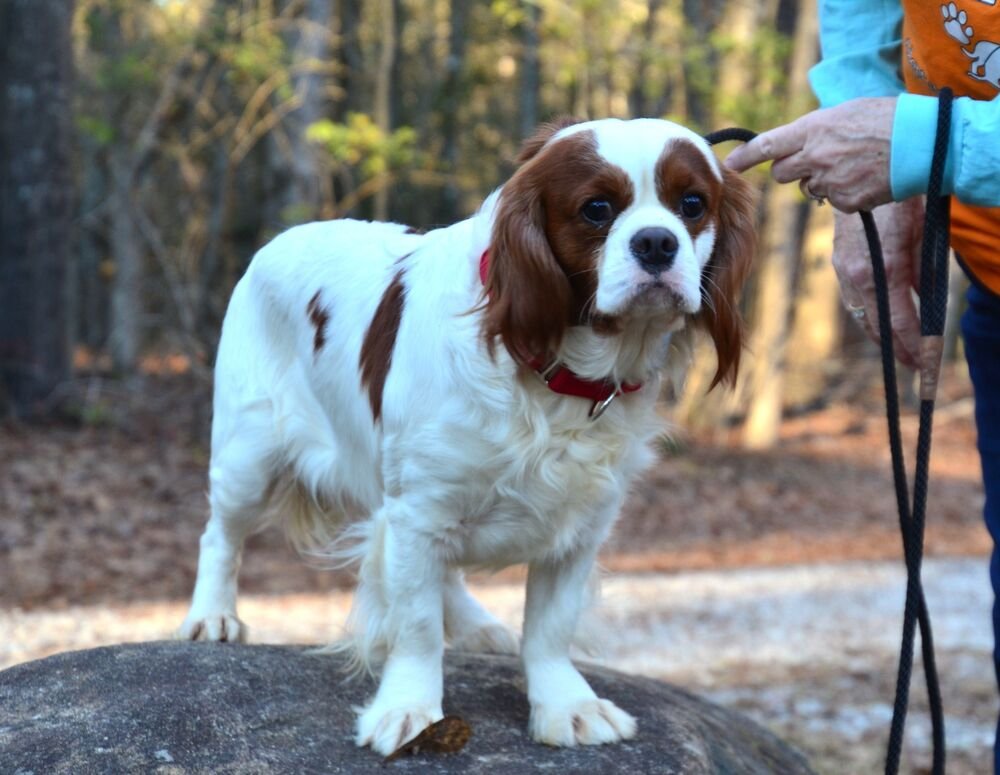CALLEN - Cavalier King Charles Spaniel available for adoption