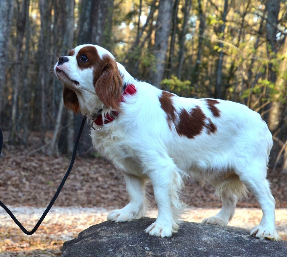 CALLEN - Cavalier King Charles Spaniel available for adoption