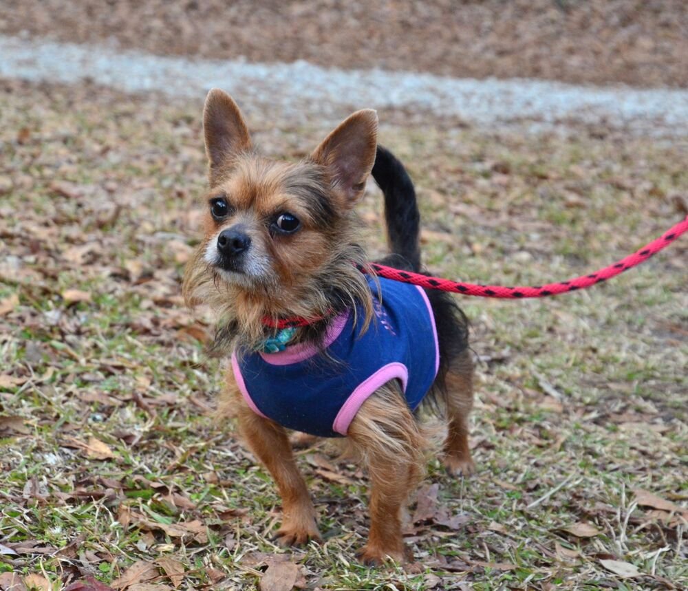 PARKER - Yorkshire Terrier Yorkie available for adoption