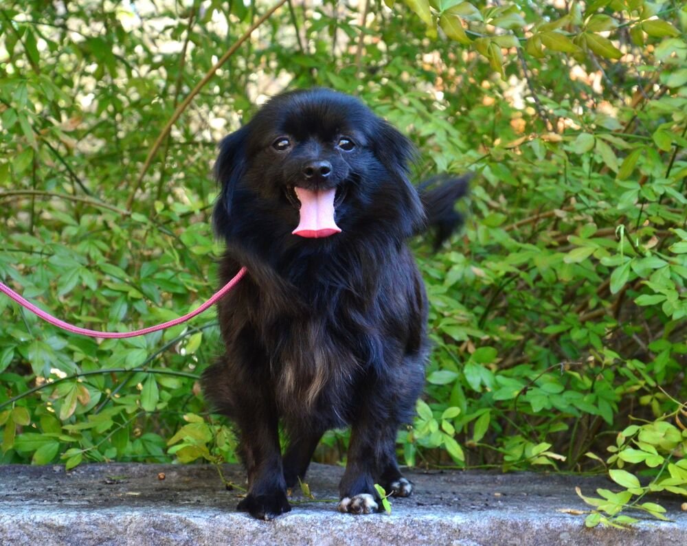 KIKI - Shih Tzu available for adoption