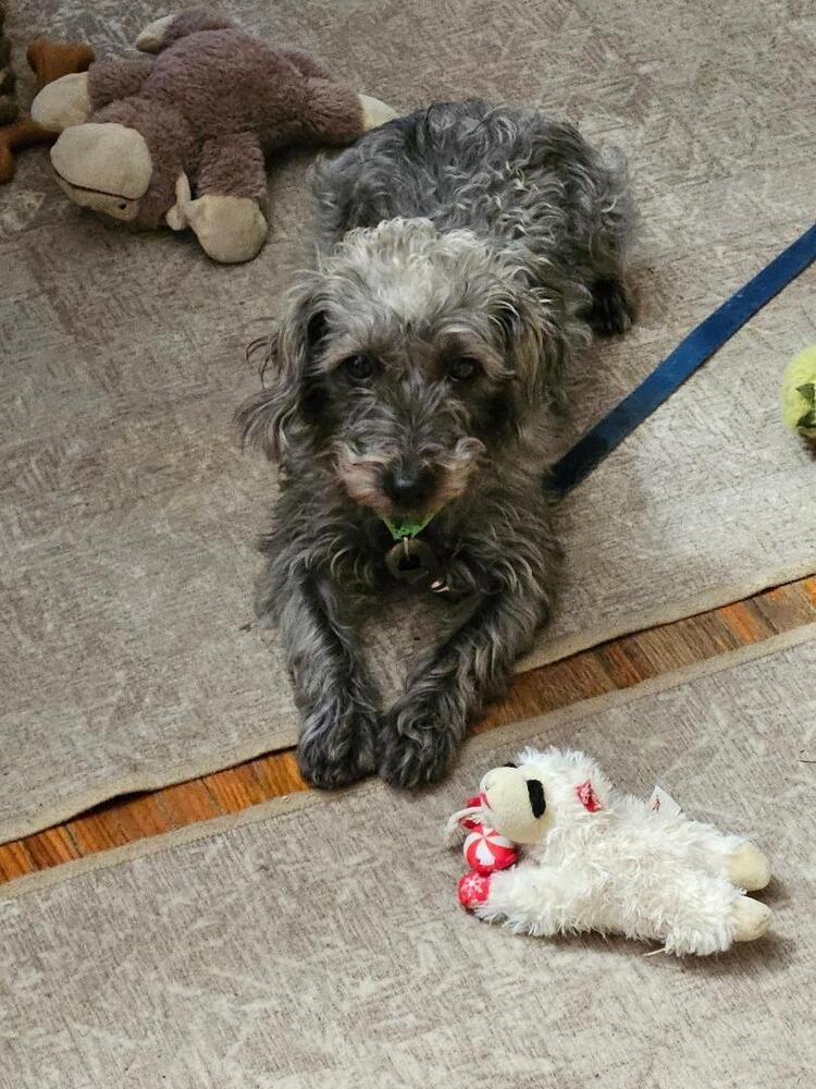 LUKA - Schnauzer available for adoption