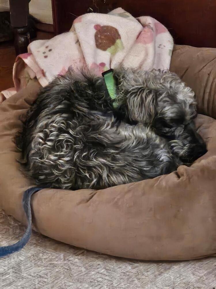 LUKA - Schnauzer available for adoption