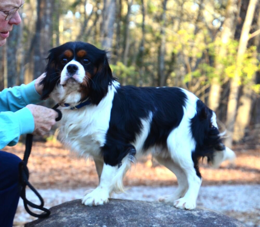 CADEN - Cavalier King Charles Spaniel available for adoption