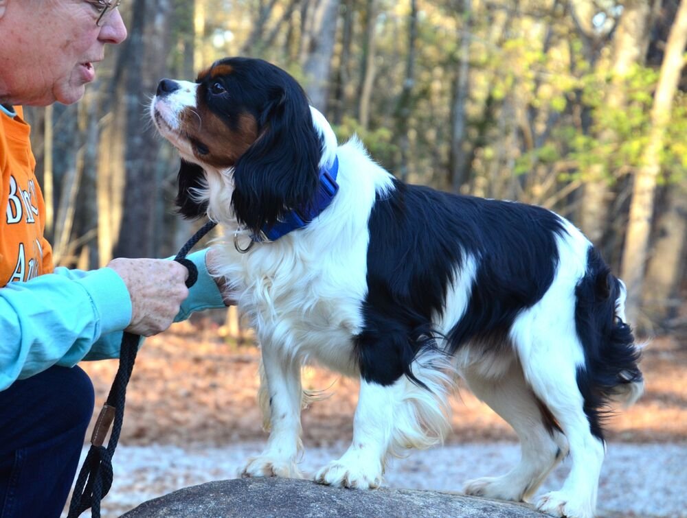 CADEN - Cavalier King Charles Spaniel available for adoption