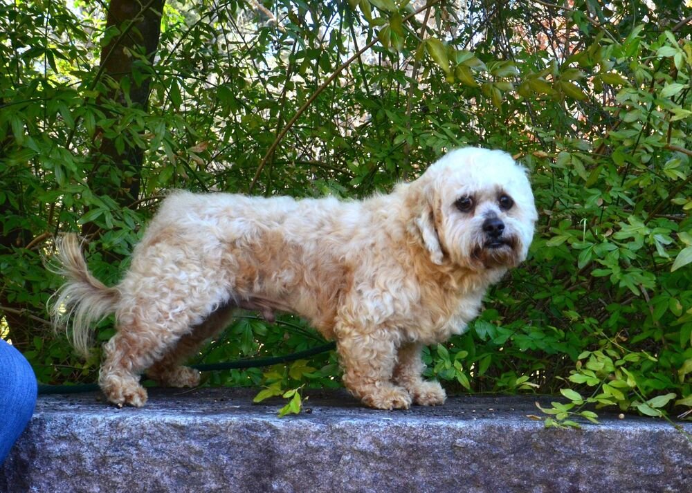 BILLY - Poodle (unknown type) available for adoption