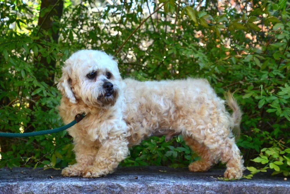 BILLY - Poodle (unknown type) available for adoption