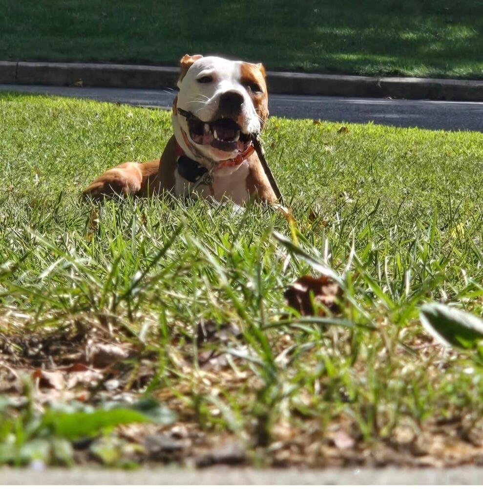 BOWIE - American Staffordshire Terrier available for adoption