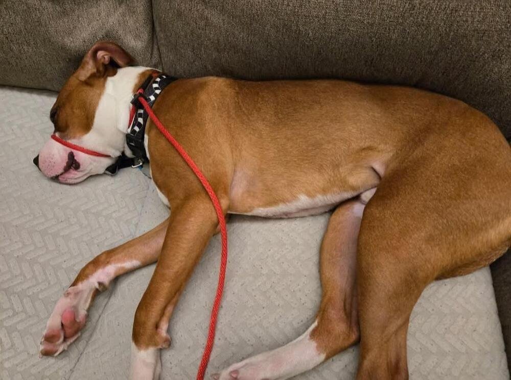 BOWIE - American Staffordshire Terrier available for adoption