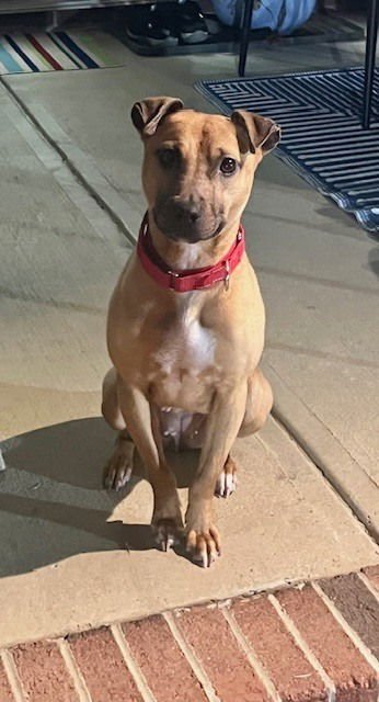 VIXEN - Black Mouth Cur available for adoption