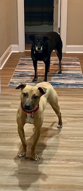 VIXEN - Black Mouth Cur available for adoption