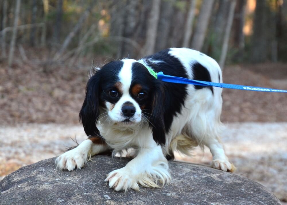 CASEY - Cavalier King Charles Spaniel available for adoption