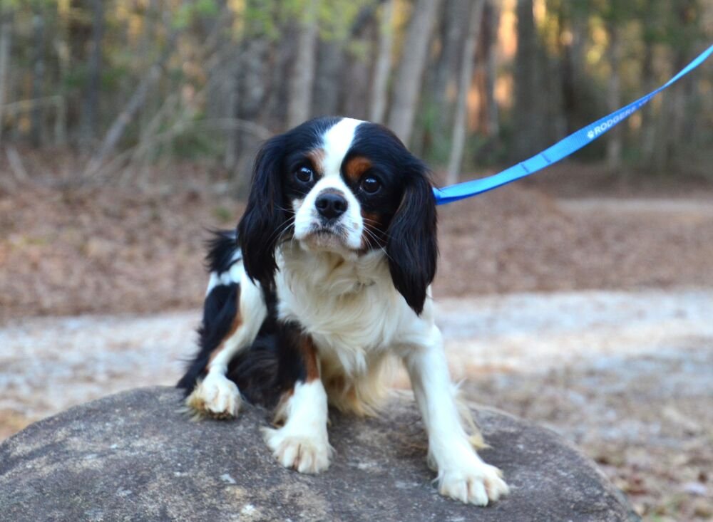 CASEY - Cavalier King Charles Spaniel available for adoption