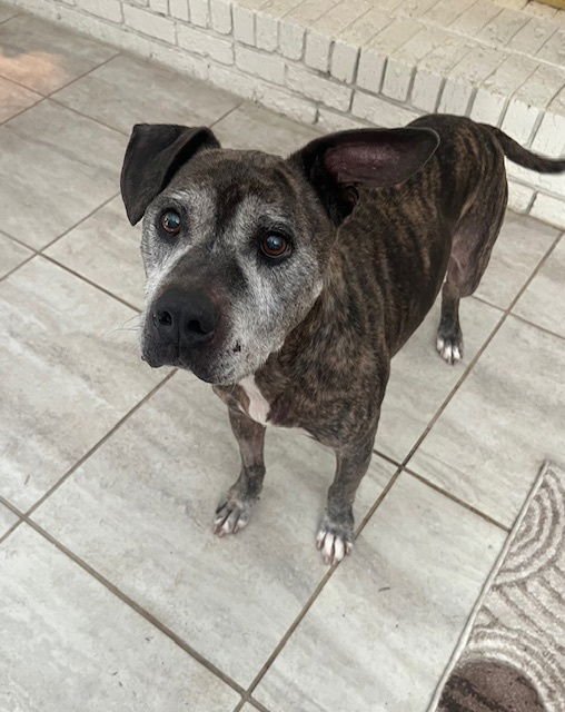 BUDDY - American Staffordshire Terrier available for adoption