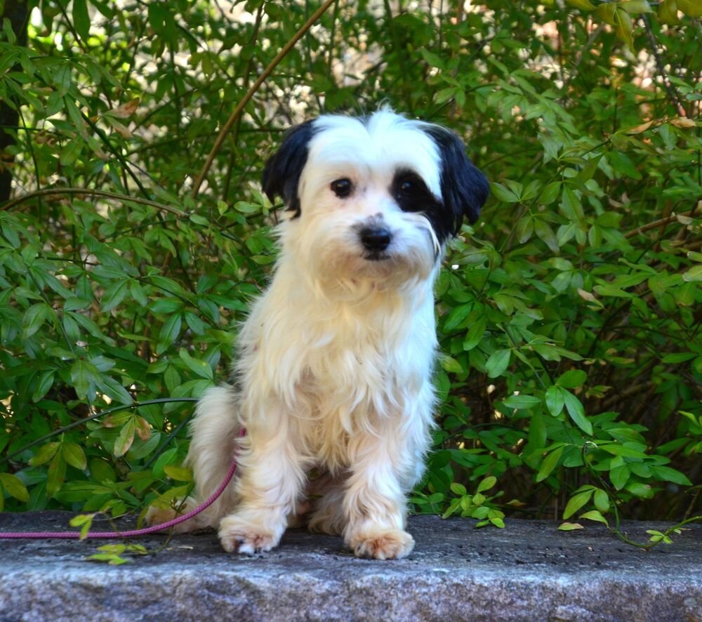 MISSY - Maltese / Poodle (Miniature) available for adoption
