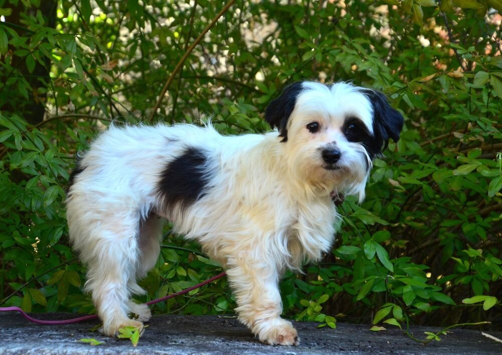 MISSY - Maltese / Poodle (Miniature) available for adoption