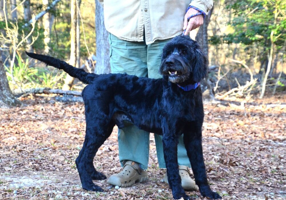 DUANE - Labrador Retriever available for adoption