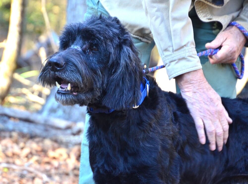 DUANE - Labrador Retriever available for adoption