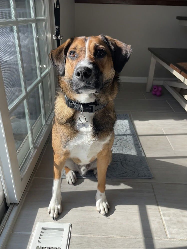 BRYCE - English Springer Spaniel / Shepherd available for adoption