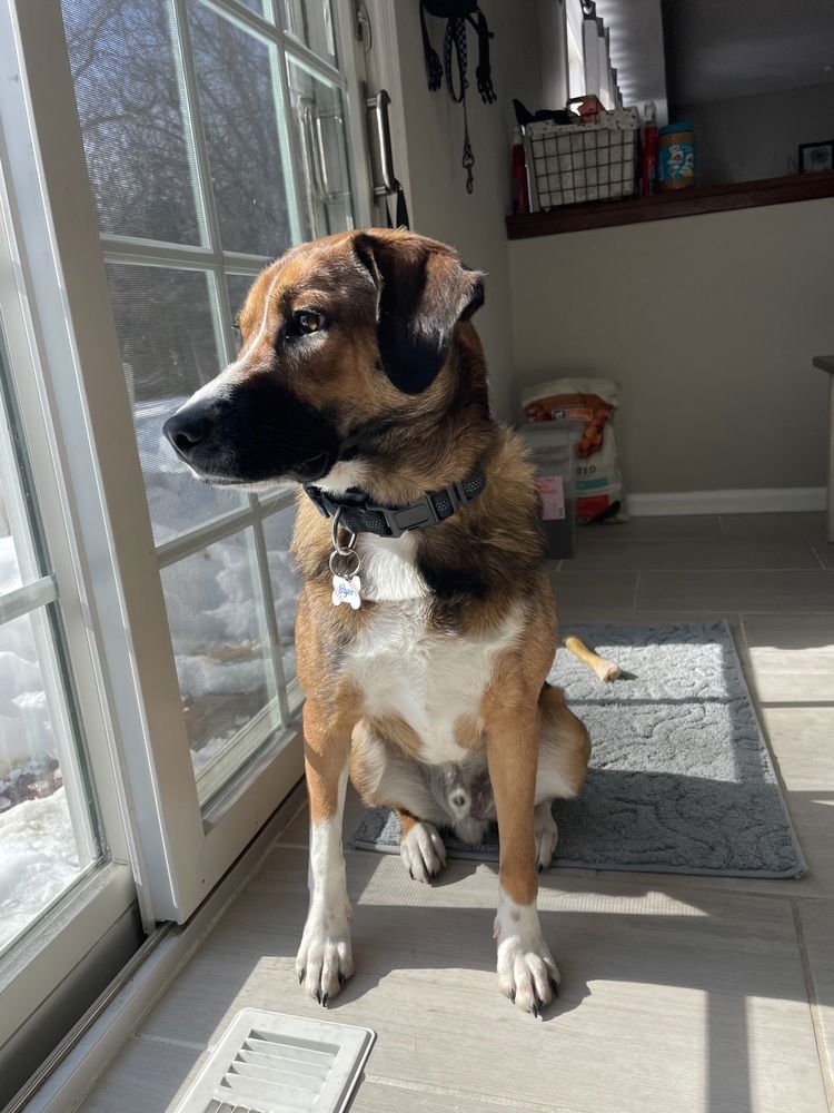 BRYCE - English Springer Spaniel / Shepherd available for adoption