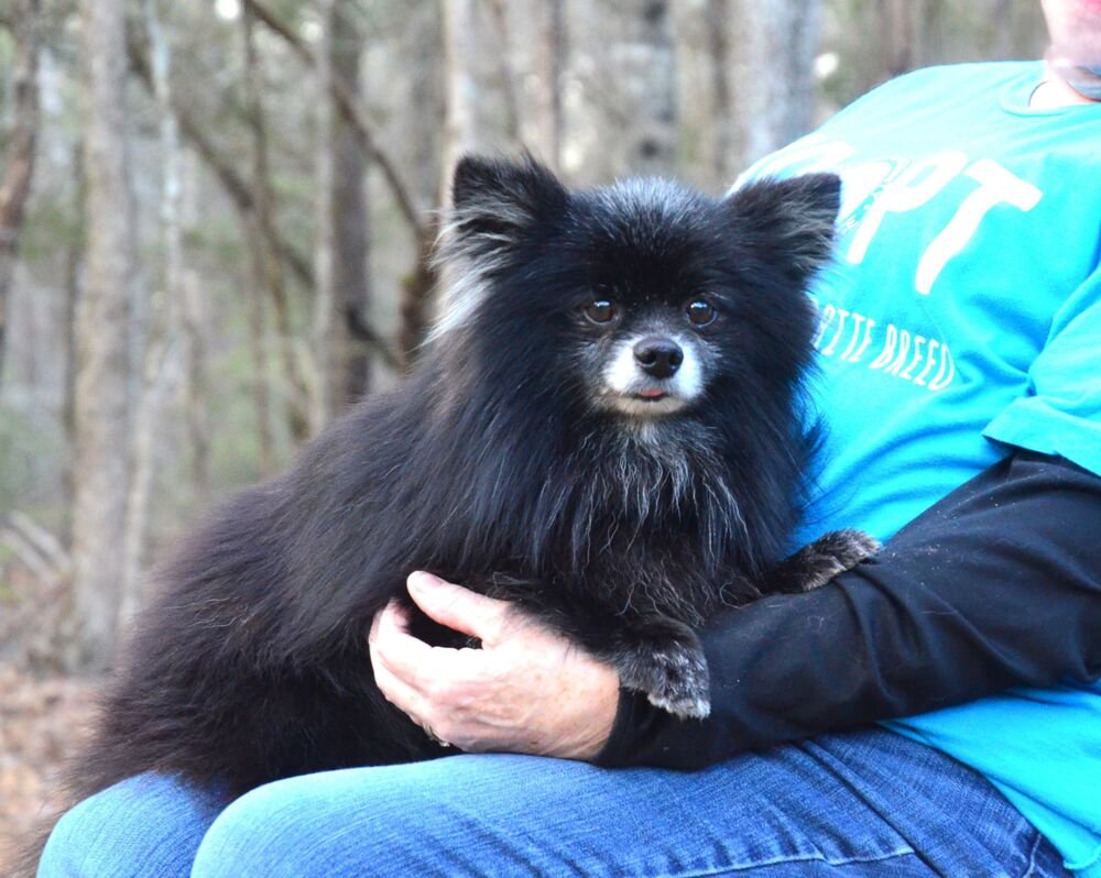PERCY - Pomeranian available for adoption