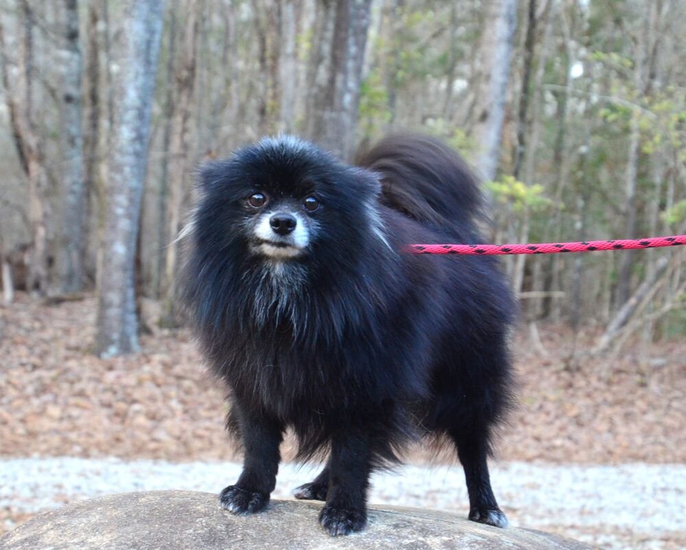 PERCY - Pomeranian available for adoption