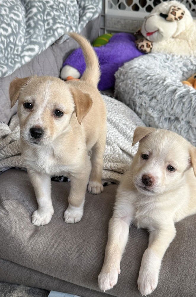 STONE - Labrador Retriever / Australian Shepherd available for adoption