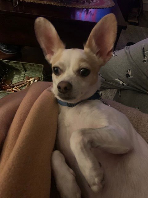 PEPE - Chihuahua available for adoption