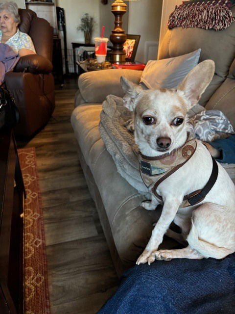 PEPE - Chihuahua available for adoption