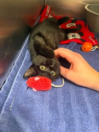 Vader - Photo 4