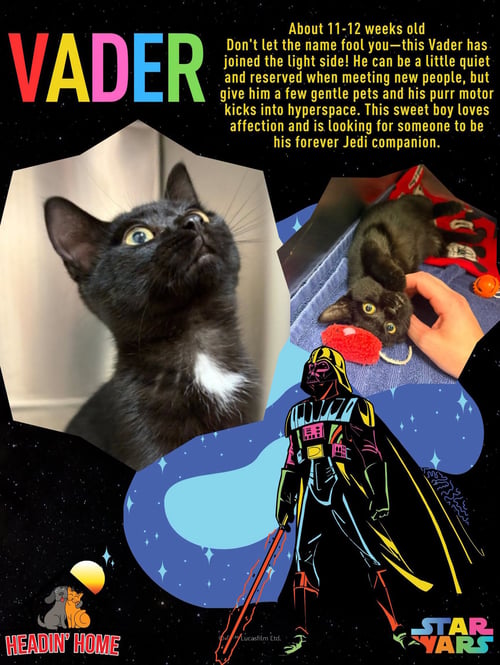 VADER - Domestic Short Hair for adoption in Grand Rapids