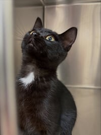 Vader - Photo 2