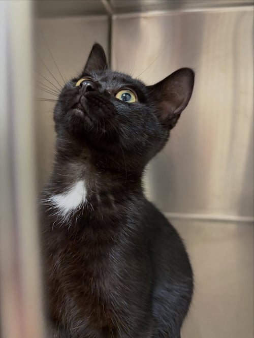VADER - Domestic Short Hair available for adoption