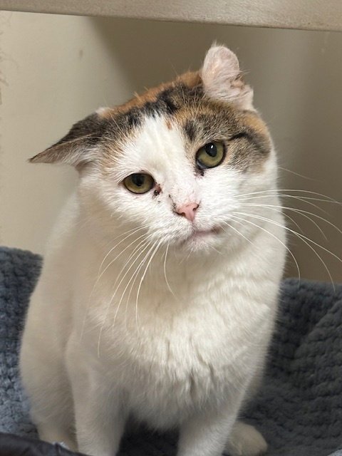 LOVEBUG - Domestic Short Hair for adoption in Grand Rapids