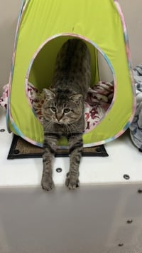 Chewie - Photo 6