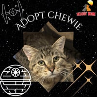Chewie - Photo 3