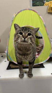 Chewie - Photo 2