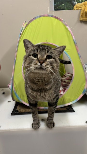 CHEWIE - Domestic Short Hair available for adoption
