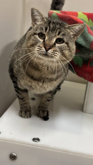 CHEWIE - Domestic Short Hair for adoption in Grand Rapids